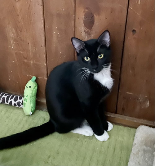Barry, a cat for adoption from Pet Rescue of Maryland