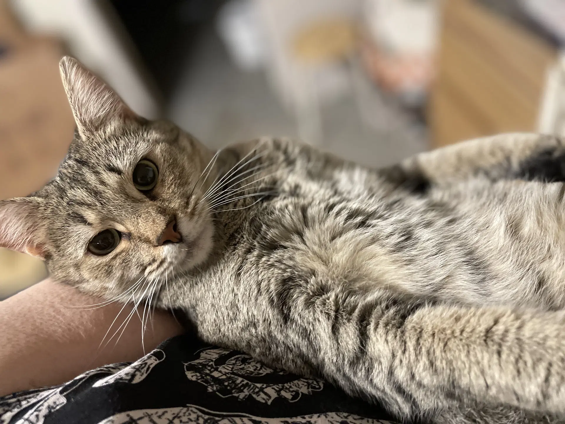 Claire - Domestic Short Hair