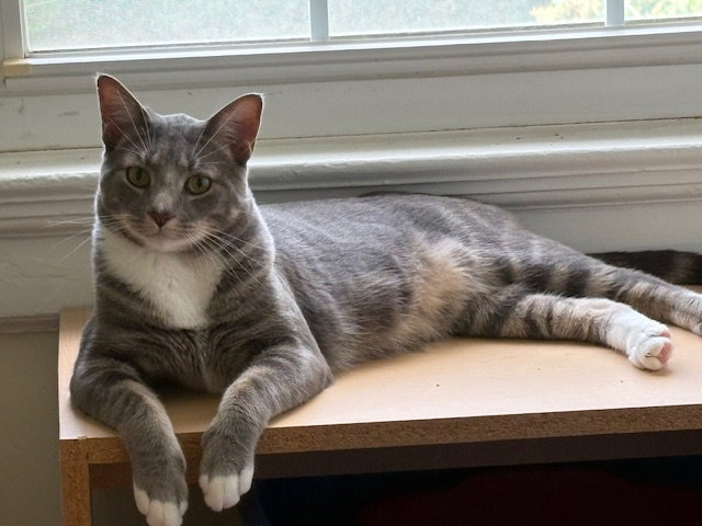 Marnat, cat — photo 1 of 6