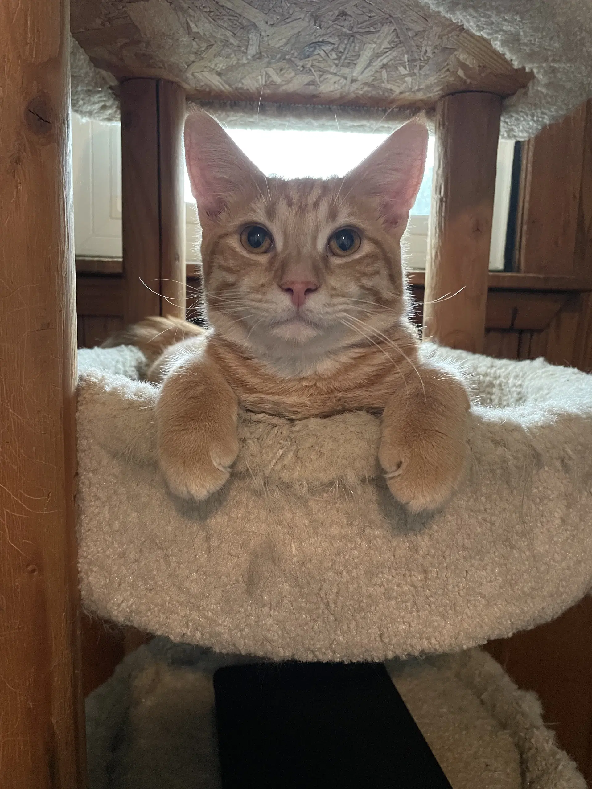 Maurice - Domestic Short Hair