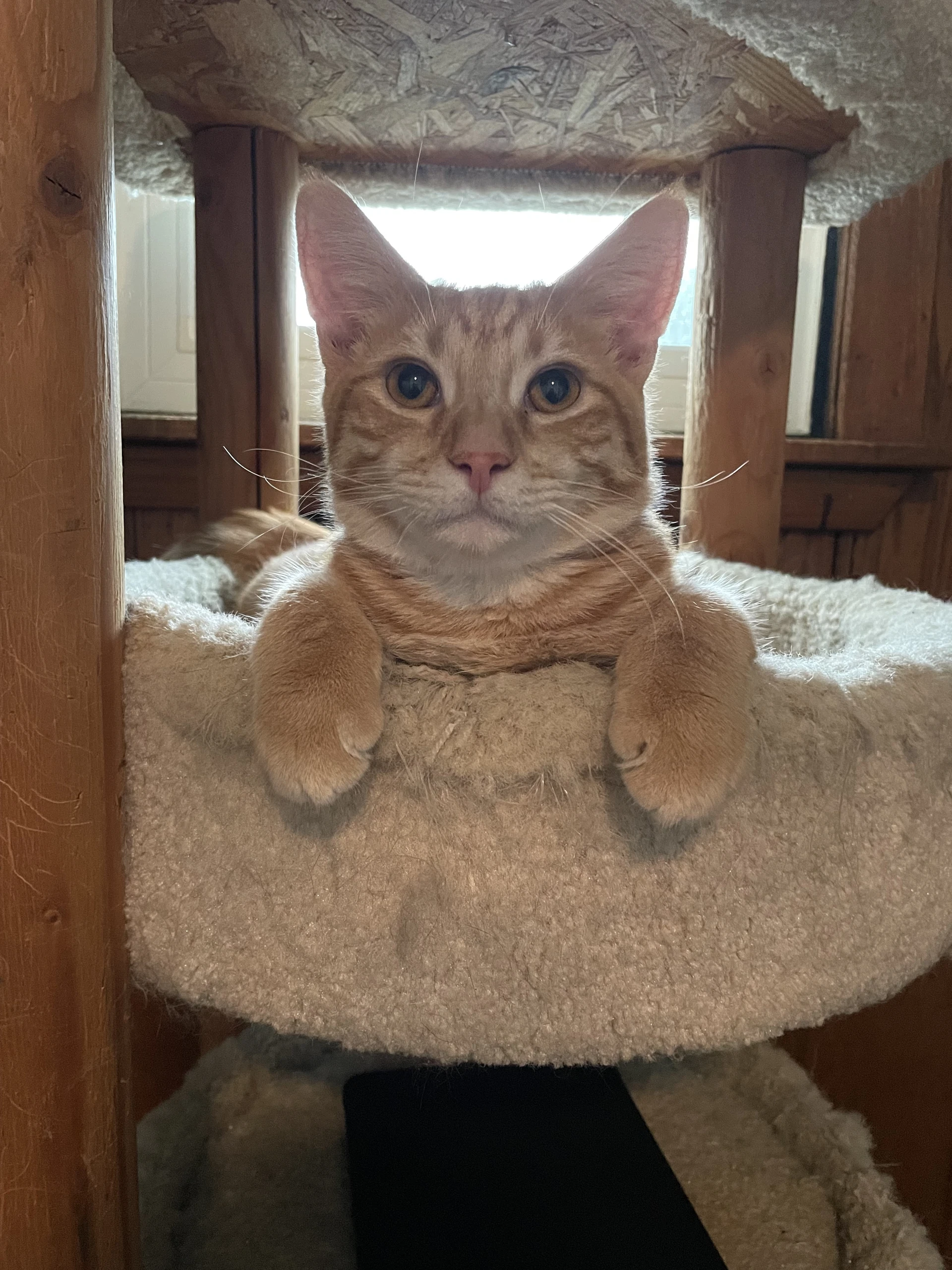 Maurice