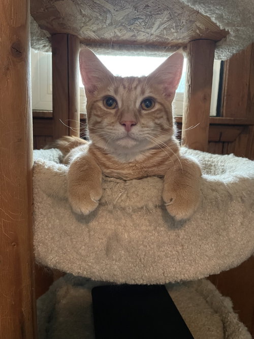 Maurice, a cat for adoption from Pet Rescue of Maryland