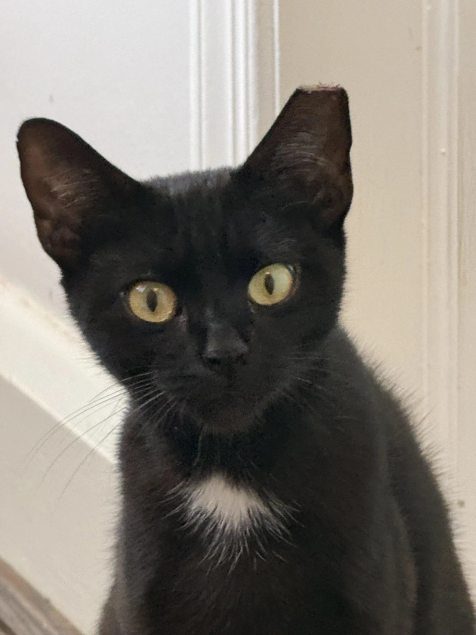Bella