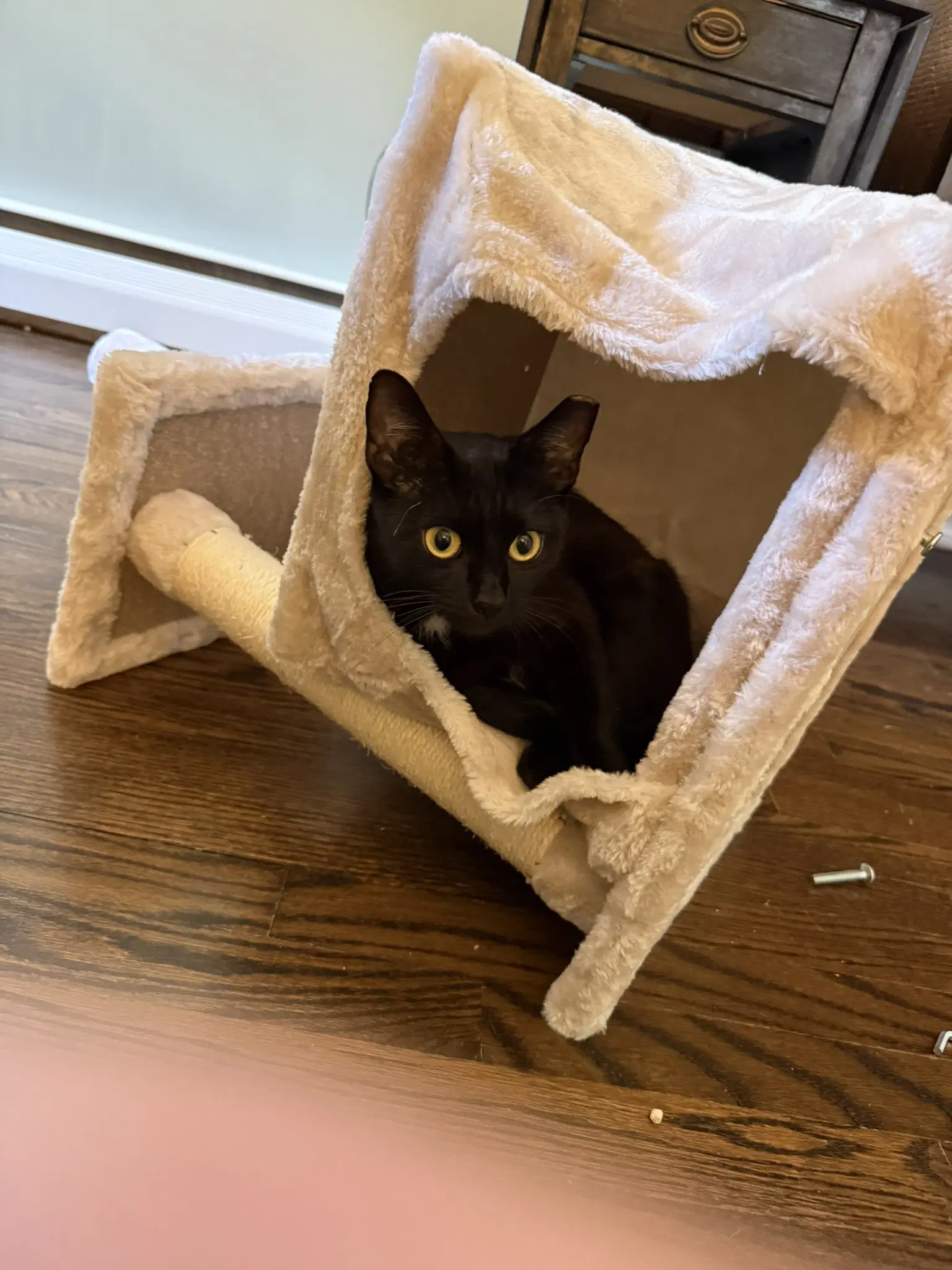 Bella image 3
