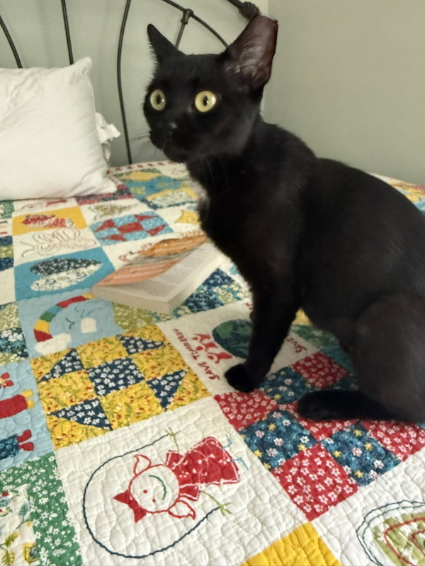 Bella