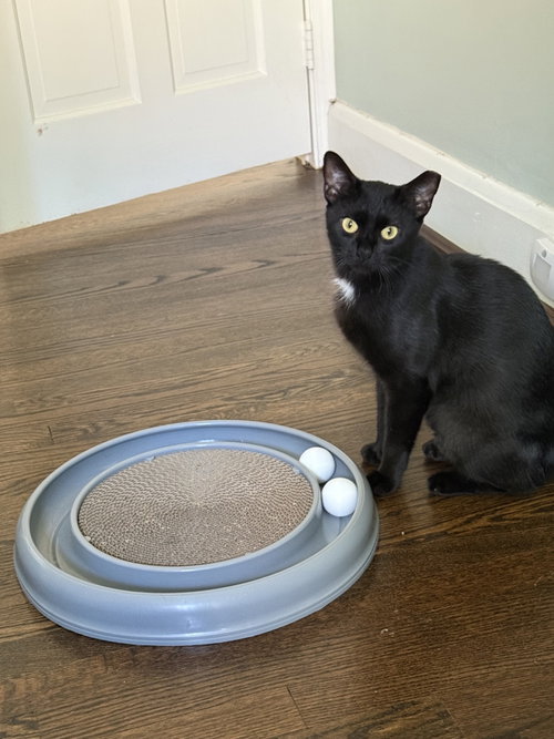 picture of the cat needing adoption
