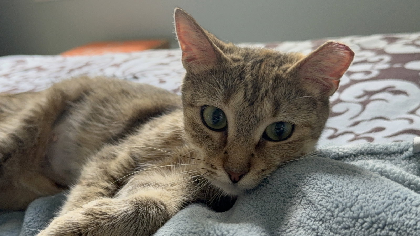 Ruby, cat