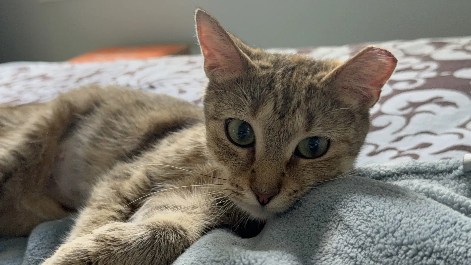 Ruby - Domestic Short Hair