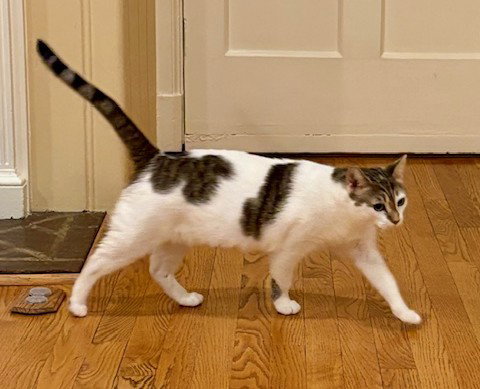 picture of the cat needing adoption