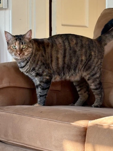 Sister Cat