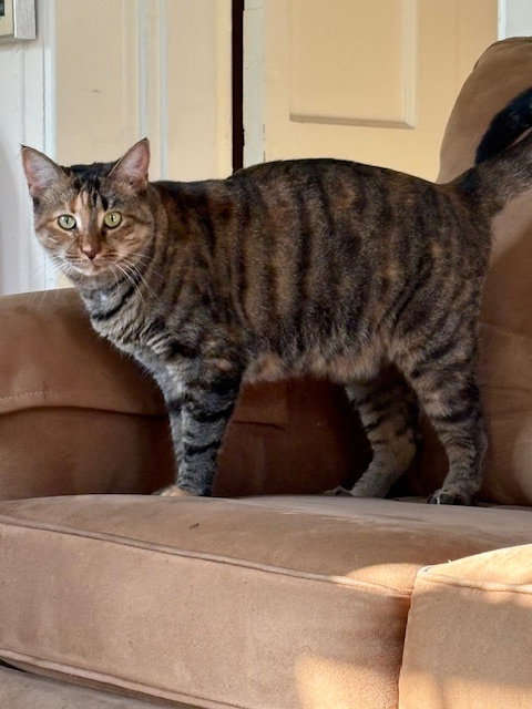 Sister Cat 1, a cat for adoption from Pet Rescue of Maryland
