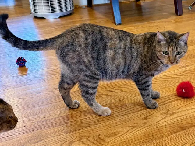 Sister Cat image 2