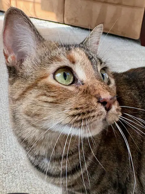 Sister Cat image 3