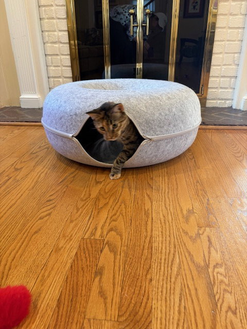 Photo 4 of Sister Cat 1