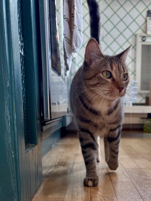 Sister Cat 2, a cat for adoption from Pet Rescue of Maryland