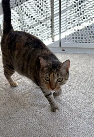 Sister Cat image 2