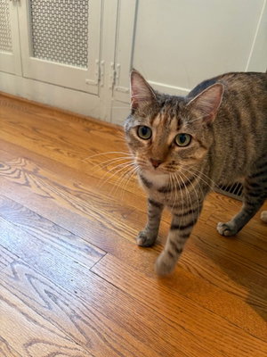 Sister Cat 2, photo 3