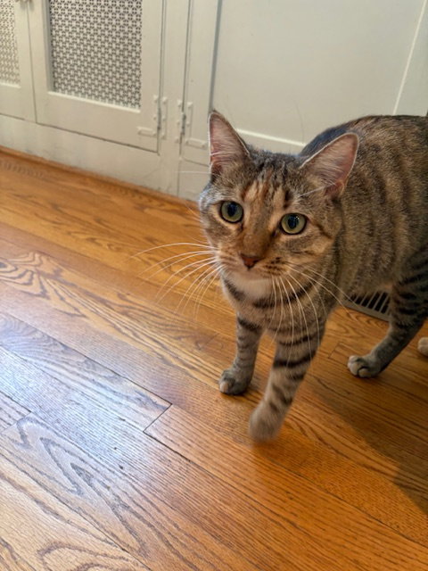 Photo 3 of Sister Cat 2