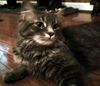 Lily