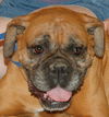 Gretchen