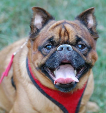 Mugsy