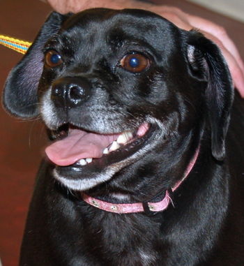 Molly