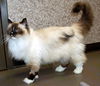 Sugar Belle