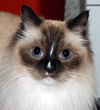 Sugar Belle