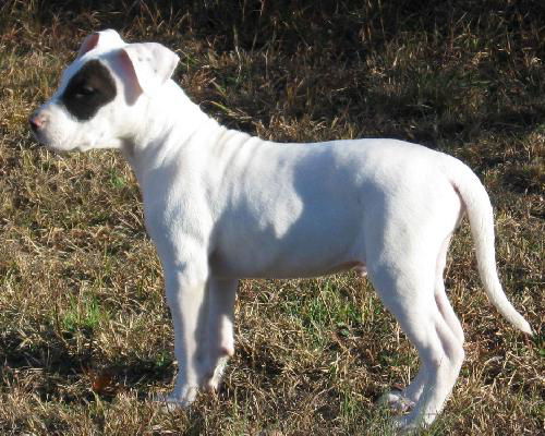 Atticus