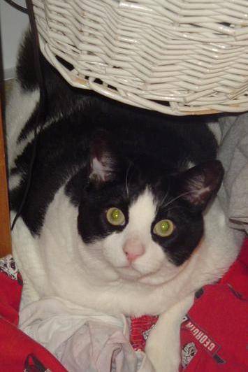 Mylo