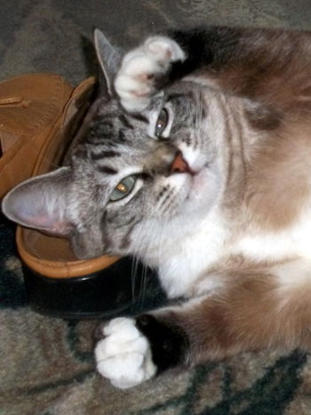 Mitzi