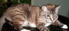 Mitzi