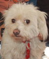 Mr. Peabody