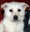 Artie