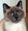 Misha