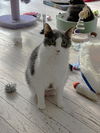 Tallulah