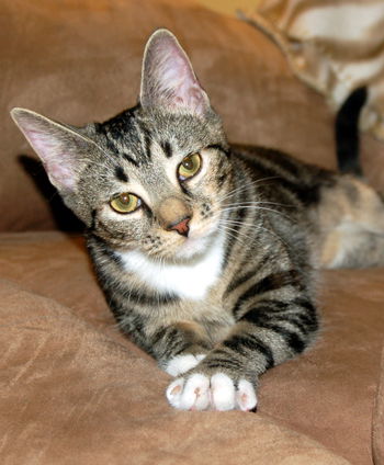 Mitzi