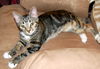 Mitzi
