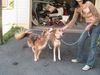 Guam Dogs 2