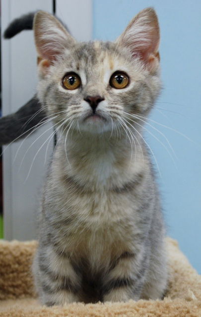 Hazel