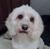 Molly