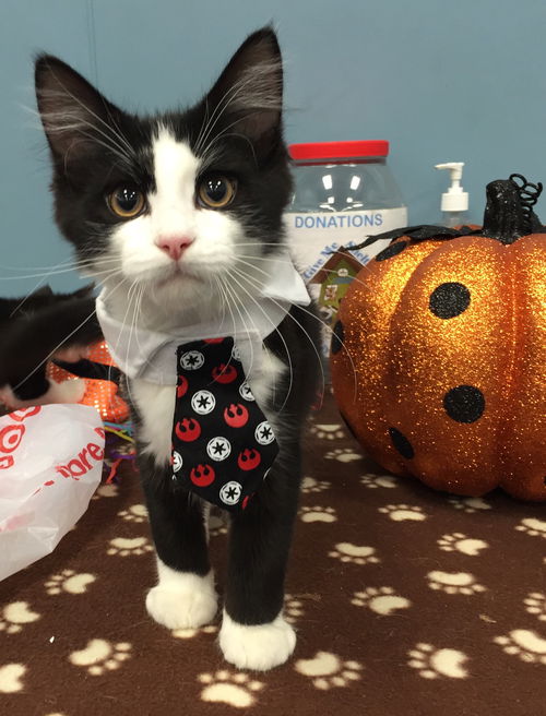 Domino
