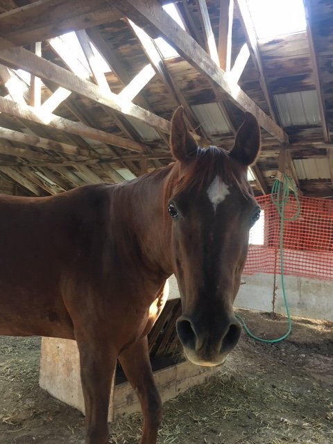 adoptable Horse in Red Lodge, MT named Chicory