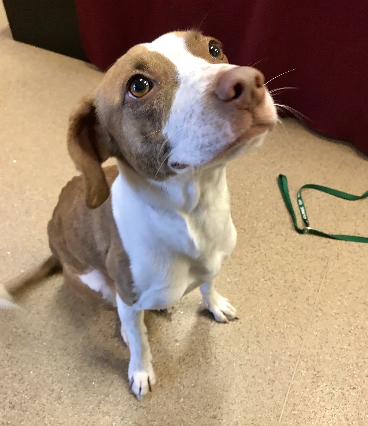 adoptable Dog in Red Lodge, MT named Penny