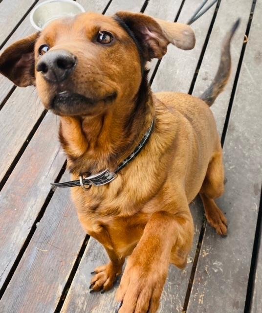 adoptable Dog in Red Lodge, MT named Duke
