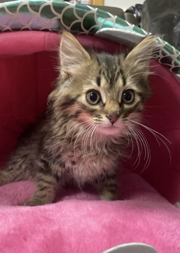 adoptable Cat in Red Lodge, MT named Sabertooth