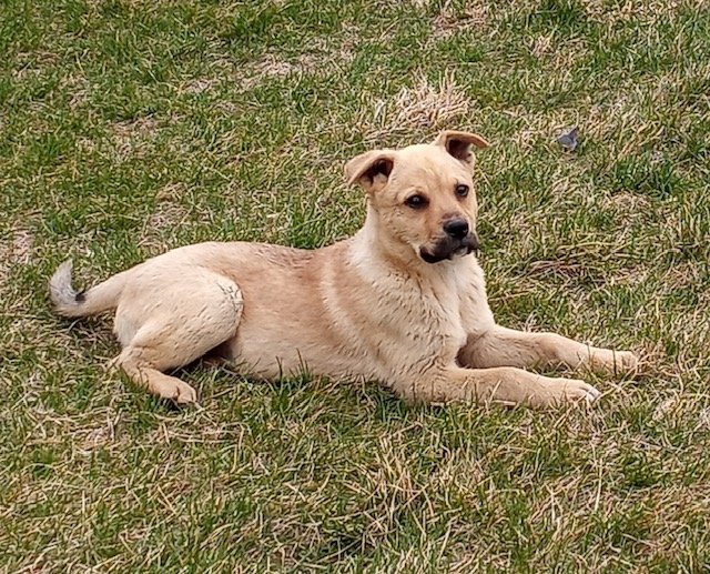 adoptable Dog in Red Lodge, MT named Biscuit