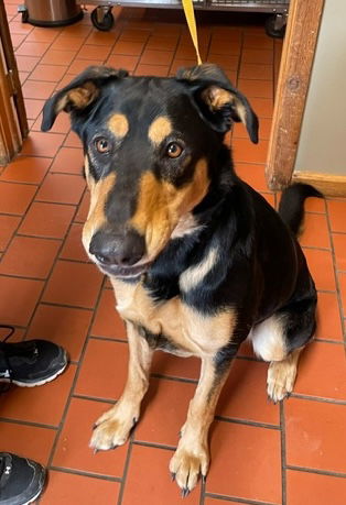 adoptable Dog in Red Lodge, MT named Jax