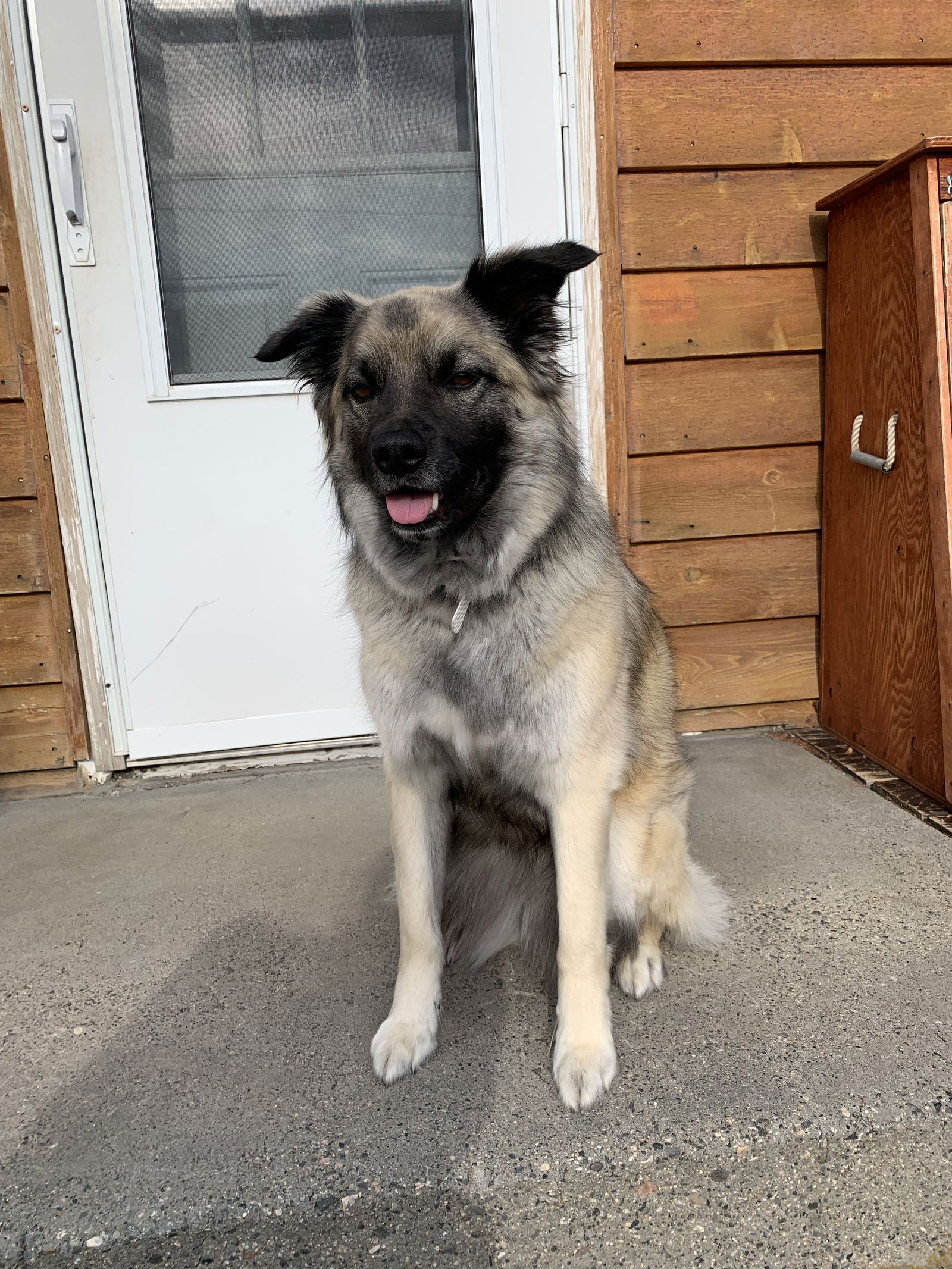 adoptable Dog in Red Lodge, MT named Maple