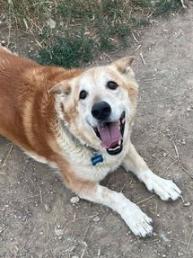 adoptable Dog in Red Lodge, MT named Rocky